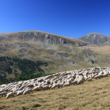 inchirirere microbuze pentru vacante